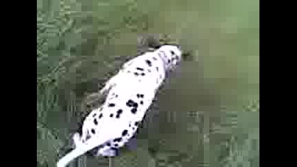 Доги