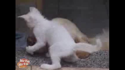 Куче И Котка - Неразделна Двойка