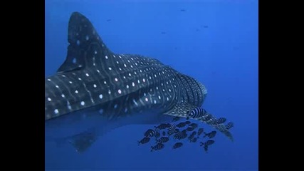 Китова акула