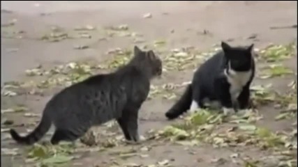 Cat Fight Dog Win