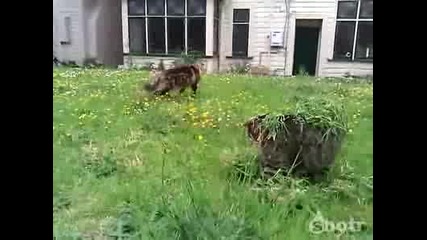 Котка шпионин