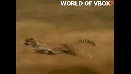 Гладен циганин изпревари гепард