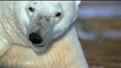 National Geographic Wild - Животни и природа