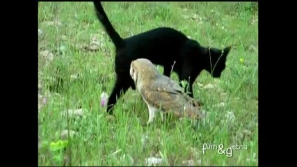 Котка и сова си играят - Пефектно приятелство
