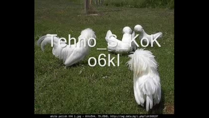 Tehno S Koko6ki