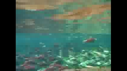 Kokanee On The Spawn