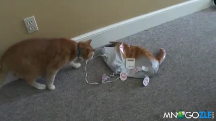 Котка напада коте балон