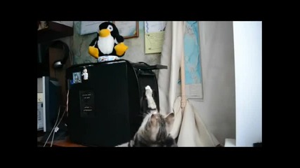 Коте срещу компютърно сд