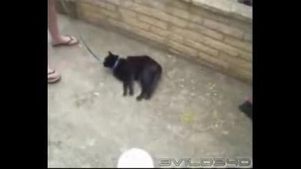 Мързеливи Котки! 