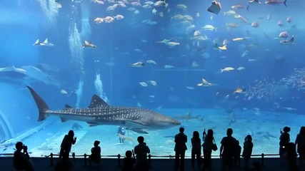 Един от най -големите аквариуми цистерни в света !
