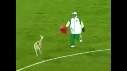 Куче излиза на стадион по време на футболен мач