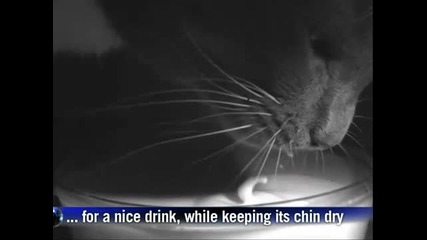 Как пият котките 