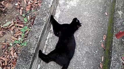 Vid_20150822_155613
