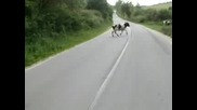 Как Крави Ми Изскочиха На Пътя С Мотора 