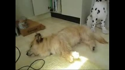 Куче Сънува Странен Сън