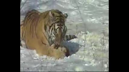 Сибирският Тигър - Машина За Убиване