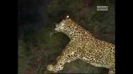 Леопард Срещу Горила