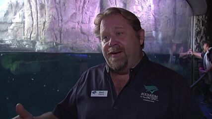 Бебета морски видри намериха нов дом в аквариум в Калифорния (ВИДЕО)