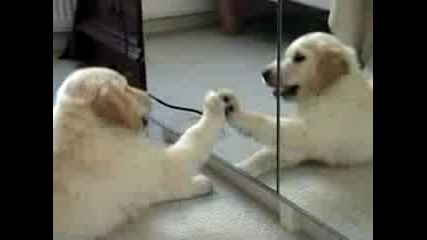 Куче Напада Огледало