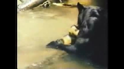 **ягуар убива Анаконда**