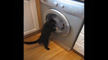 Котка срещу пералня