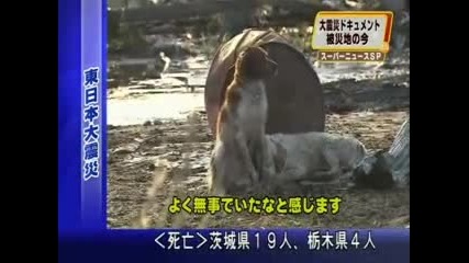 Японско куче не иска да напусне раненият си приятел