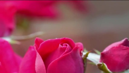 Tom Jones - Rose Coloured Glasses