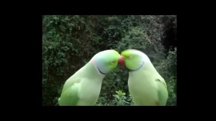 Компилация от смешни клипчета с животни