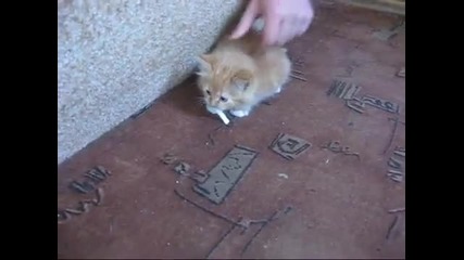 Котка не дава да и вземат цигарата (смях)
