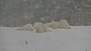 Арктически вълци се радват на снежна Коледа в канадски зоопарк (ВИДЕО)