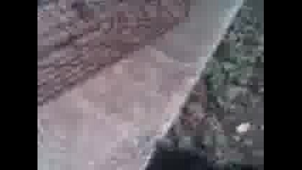 Kral Laika vs cat