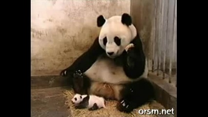 Малко бебе панда киха и стряска майка си - СМЯХ !