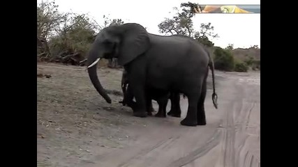 Бебе слон киха и плаши себе си 