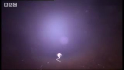 Едно невероятно животно - Слон 