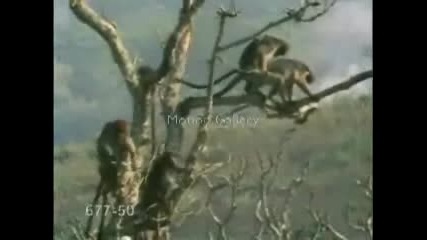 Маймунски Му Работи