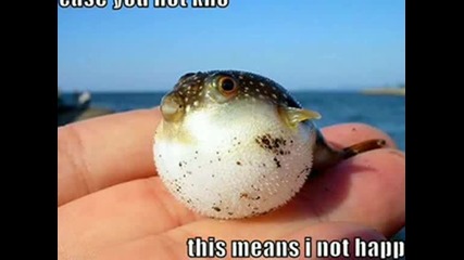 Funny Very Funny Picture Video