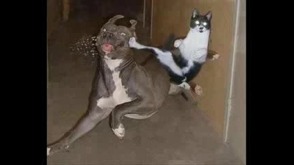 Funy Cat Show.flv