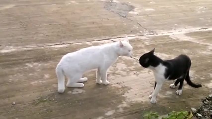 Котка С Поза Като На Кобра!