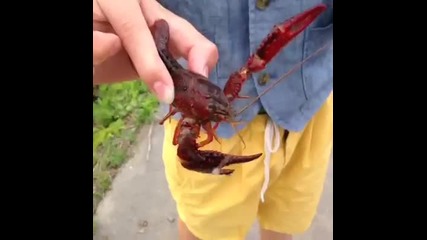 Не закачай звяра!