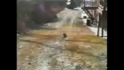 gatos chistosos