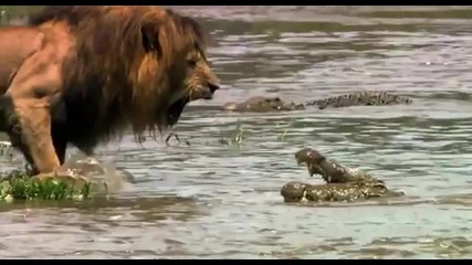 Лъв срещу крокодил!
