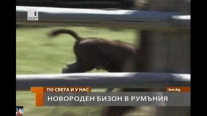 Новороден бизон в Румъния