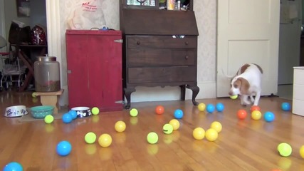 Сладкото куче Maymo получава 100 топки за Рожден Ден