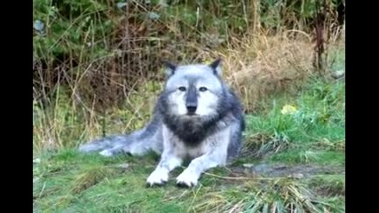 wolf howling! (sd)_mpeg2video