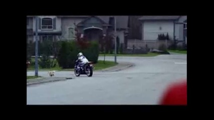 Мотор размазва куче