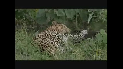 Leopard vs Lions and hyenas. Heart of a leopard. 