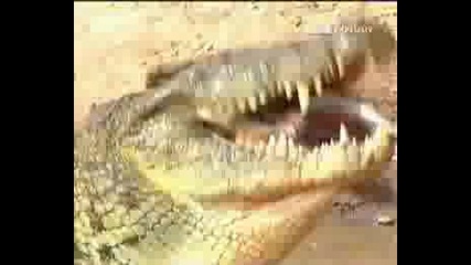 Крокодил Изяжда Газела