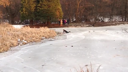 Младежи спасяват давещо се в заледеното езеро куче в Южен парк, София. ( 2014 )