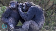 Chimpanzee Representatives Argue for Animals' Rights in New York Court