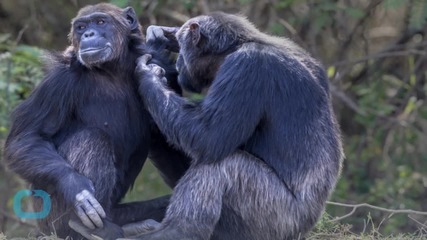 Chimpanzee Representatives Argue for Animals' Rights in New York Court